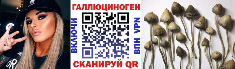 Псилоцибиновые грибы Psilocybine cubensis  Поронайск 